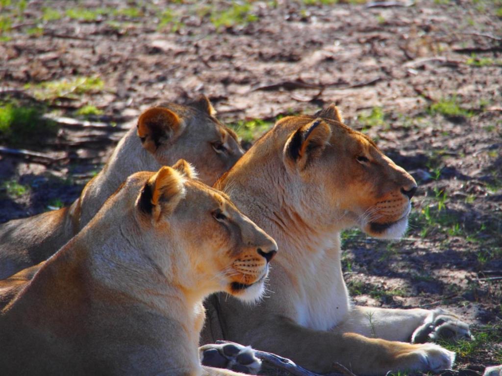 Addo African Home ภายนอก รูปภาพ