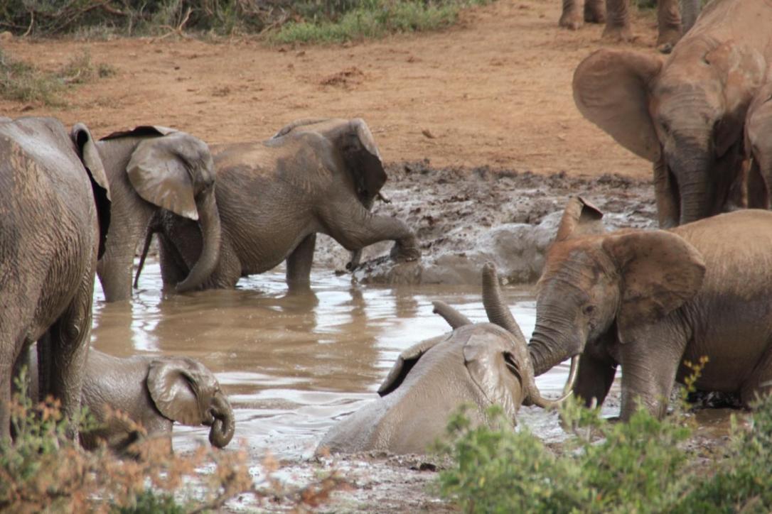 Addo African Home ภายนอก รูปภาพ